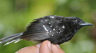 Dot-winged Antwren