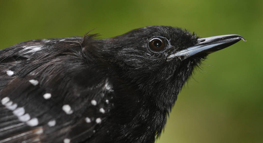 Dot-winged Antwrenadult