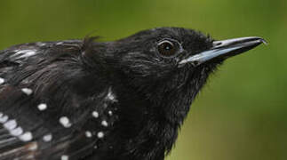 Dot-winged Antwren