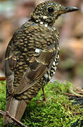 Bassian Thrush