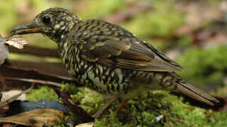 Bassian Thrush