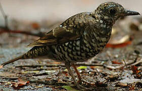 Bassian Thrush