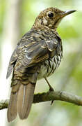 Bassian Thrush