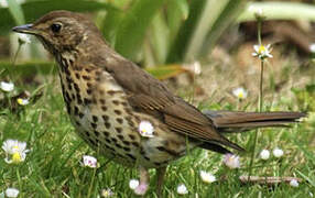 Song Thrush