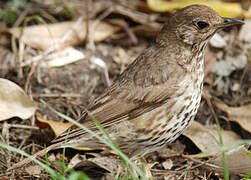 Song Thrush