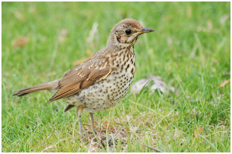 Song Thrush