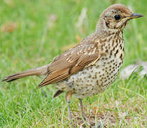 Song Thrush