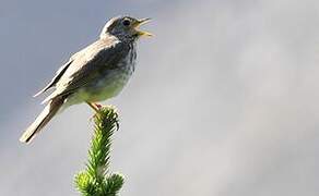 Hermit Thrush