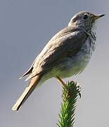 Hermit Thrush