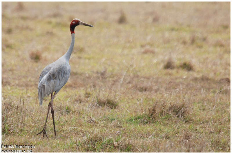 Sarus Craneadult, pigmentation, walking