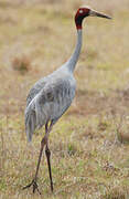 Sarus Crane