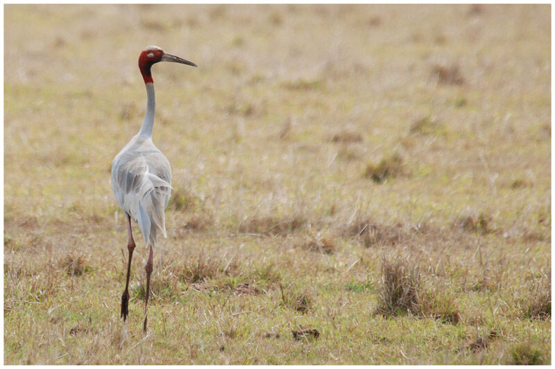 Sarus Craneadult