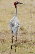 Sarus Crane