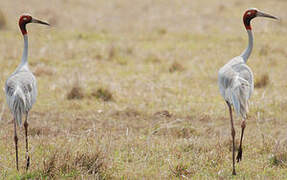 Sarus Crane