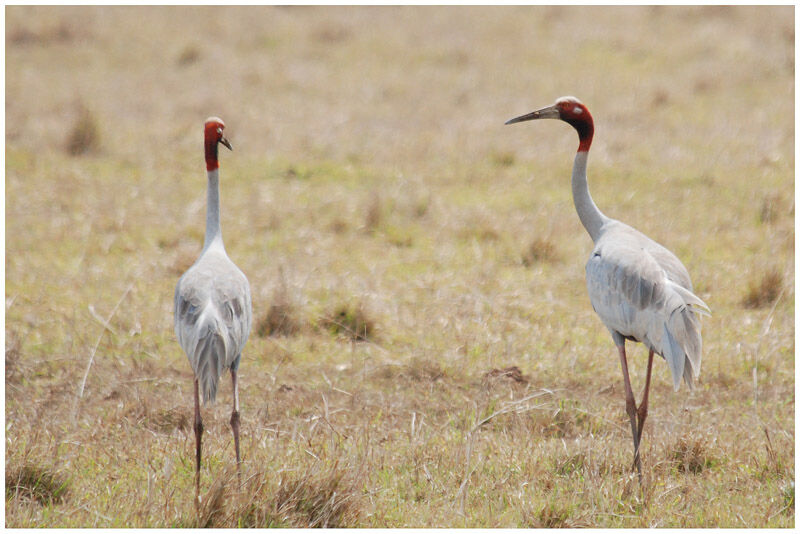 Sarus Craneadult