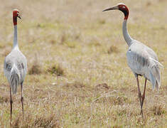 Sarus Crane