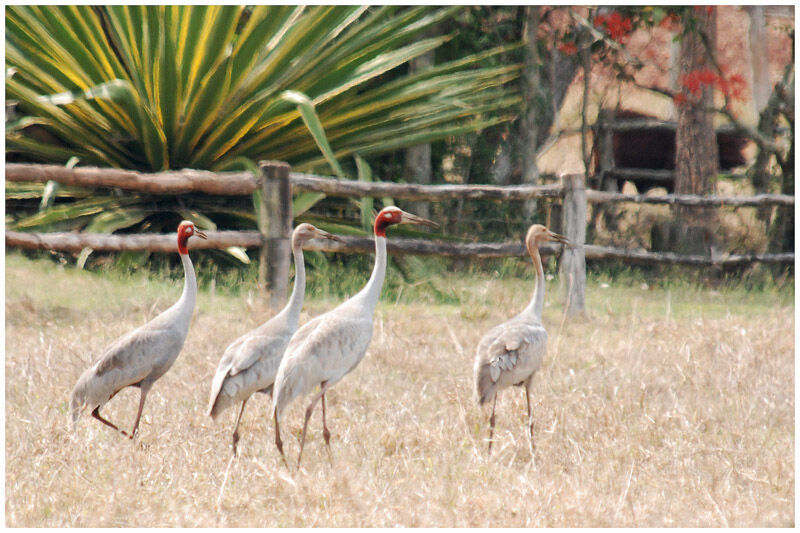 Sarus Crane