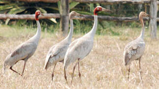 Sarus Crane