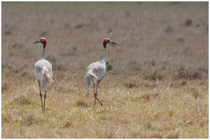 Sarus Craneadult