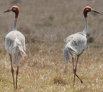 Sarus Crane