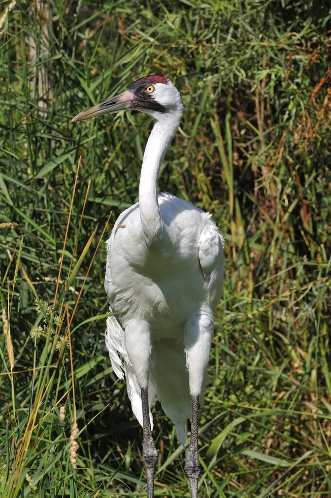 Grue blanche