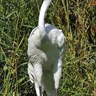 Grue blanche