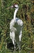 Whooping Crane