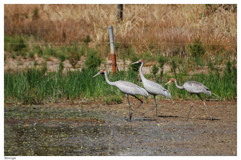 Grue brolga adulte