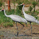 Grue brolga