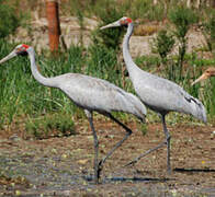 Grue brolga