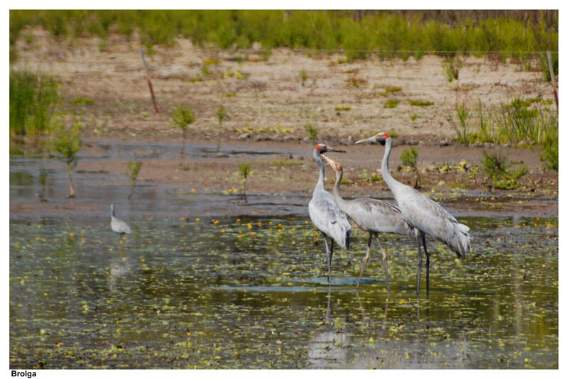 Brolga adult