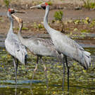 Grue brolga