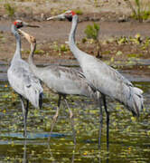 Grue brolga