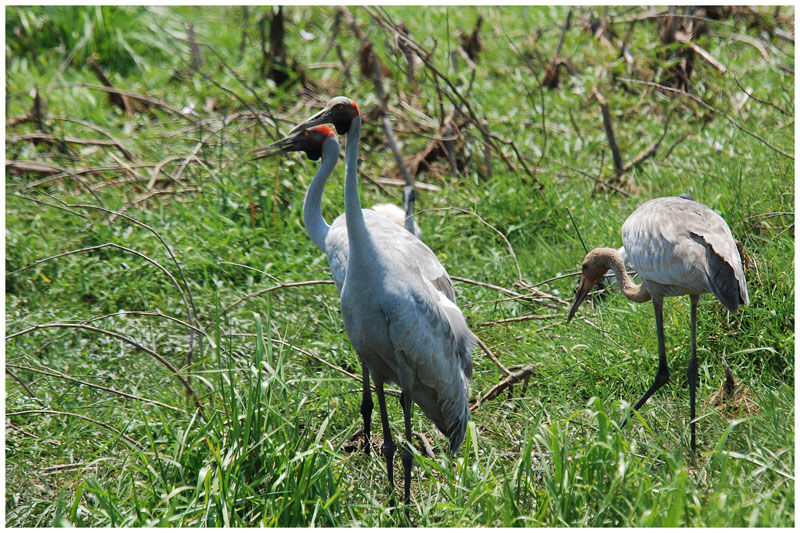 Brolga adult