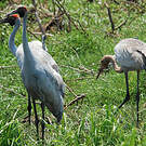 Grue brolga
