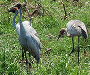 Grue brolga