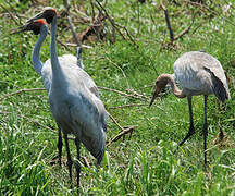 Brolga