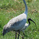 Grue brolga