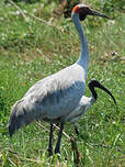 Grue brolga