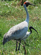 Grue brolga