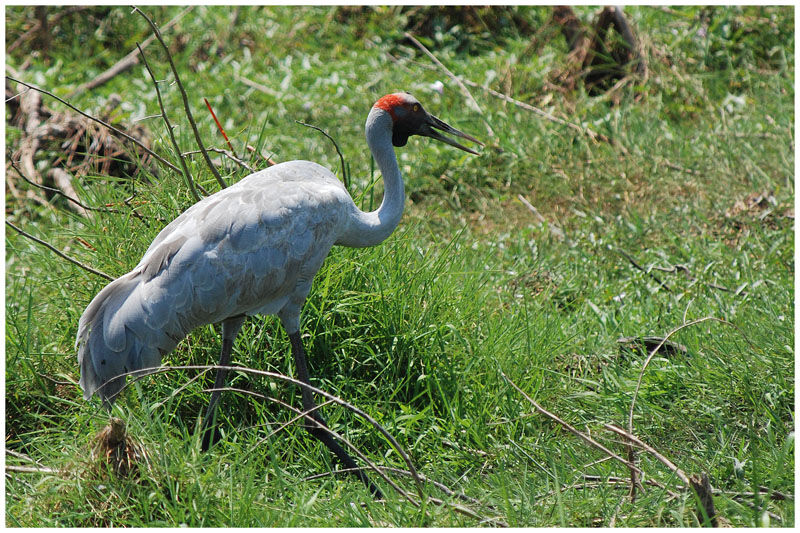 Grue brolga