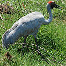 Grue brolga