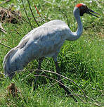 Grue brolga