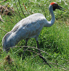 Grue brolga