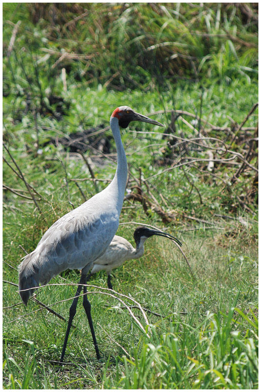 Grue brolgaadulte