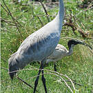 Grue brolga