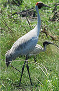 Brolga