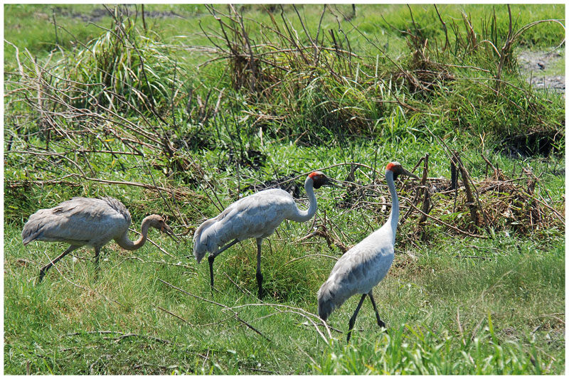 Grue brolga adulte