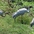 Grue brolga