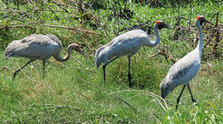 Brolga